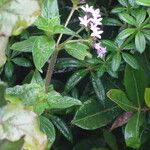 Pentas zanzibarica Habit