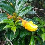 Allamanda schottii Kukka