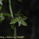 Epipactis phyllanthes 花