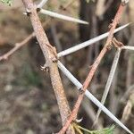 Vachellia etbaica Outro