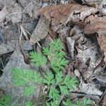 Chaerophyllum tainturieri Leaf