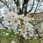 Pyrus calleryanaFlower