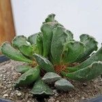 Adromischus cristatusЛист