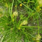 Carex vulpinoidea Kukka
