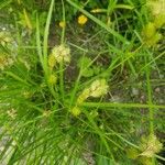 Carex vulpinoidea Floro