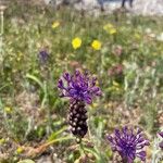 Muscari comosumFlower