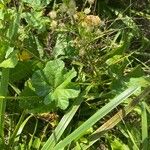 Malva parviflora Lehti