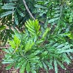 Filicium decipiens Leaf