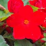 Impatiens wallerianaപുഷ്പം