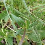 Ranunculus bulbosus List