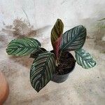 Calathea sanderiana Hoja