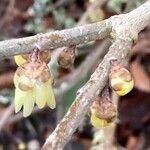 Chimonanthus praecox Цветок