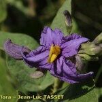 Solanum vespertilio Blomma
