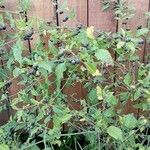 Solanum americanum Blad