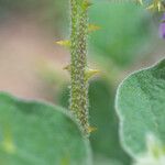 Solanum trilobatum Ŝelo