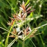 Cyperus longusFlower