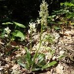 Orchis provincialis Hábito