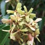 Niedenzuella acutifolia Fruit