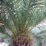 Phoenix canariensis Листок