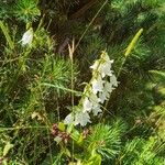Campanula alliariifolia Kvet