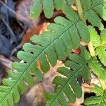 Dryopteris filix-mas Blatt