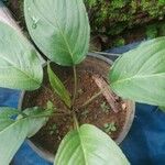 Tacca chantrieri Leaf