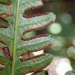 Pteris preussii