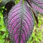 Strobilanthes auriculata葉