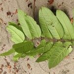 Lacmellea aculeata List