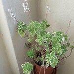 Plectranthus madagascariensis 形態