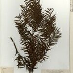 Taxus wallichiana Other