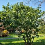 Magnolia virginiana Habitus