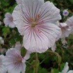 Geranium himalayense Virág