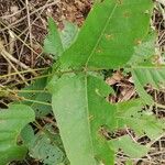 Erythrina droogmansiana Hoja