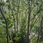 Ulmus laevis ശീലം