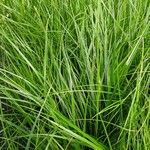 Carex hirta Hoja