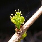 Forestiera acuminata Λουλούδι