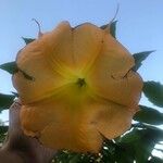 Brugmansia suaveolens Kvet