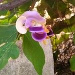 Cochliasanthus caracalla Flower