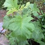 Solanum torvum 葉
