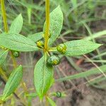 Fadogia triphylla Hoja
