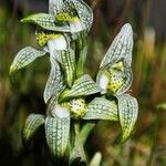 Chloraea magellanica Virág