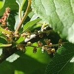 Prunus japonica ফুল
