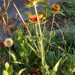 Gaillardia pulchella Blatt