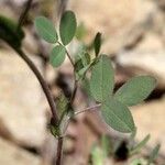 Trifolium grandiflorum Leaf