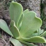 Aeonium nobile 葉