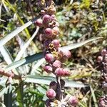 Vitex agnus-castus ফল