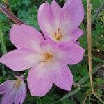 Colchicum lusitanum 花