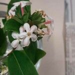 Abelia mosanensis 花
