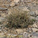 Bupleurum spinosum Habit